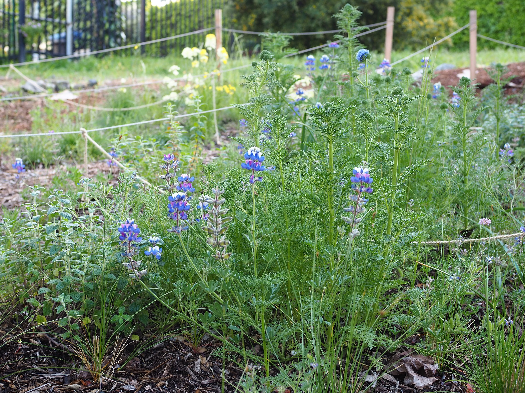 https://pacifichorticulture.org/wp-content/uploads/09-21-04-25-Oak-Savanna-mix.jpg