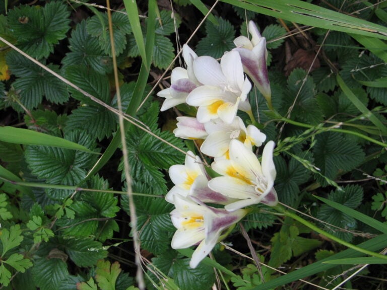 Pacific Plant People Recommendations: <i>Freesia leichtlinii</i> subsp. <i>alba </i>, White Freesia