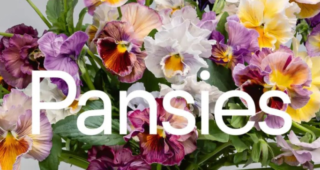Book Review: Pansies – How to Grow, Reimagine, and Create Beauty