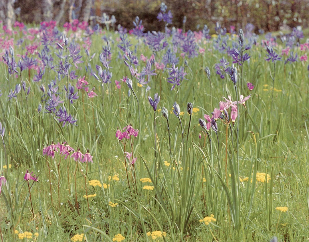 Satinflower Nurseries