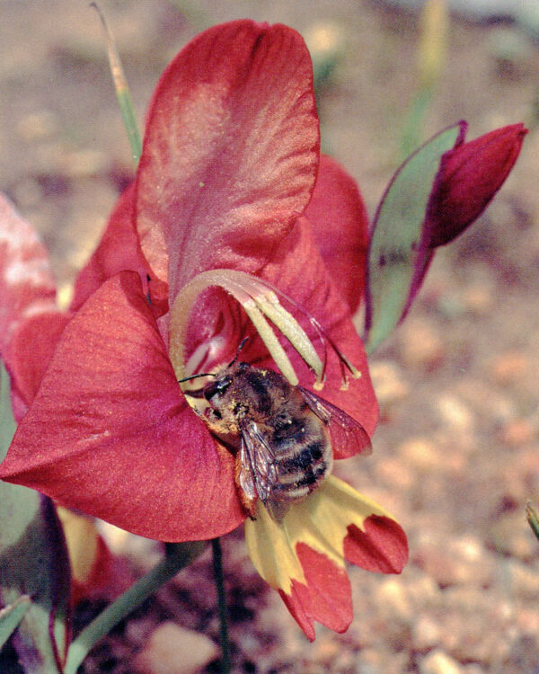 Pacific Horticulture Radiation and Floral Adaptation in Gladiolus