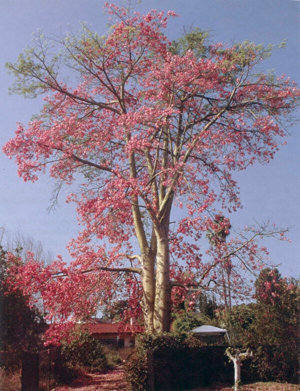 Pacific Horticulture Trees of San Diego FlossSilk Trees