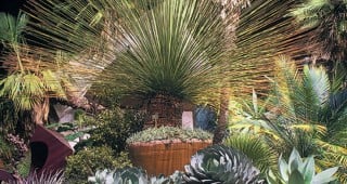 New Entrance Garden at UC Botanical Garden: An Explosion of Arid Exotica