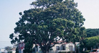 The Fern Pine’s Voyage