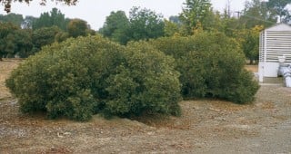An Unknown Tree Research Site in Santa Clara Valley
