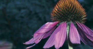 Seven Habits of a Highly Successful Gardener