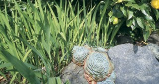 The Northwest Garden in Winter