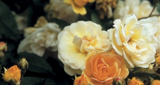 Great Plant Picks 2006 Collection of Rambler Roses