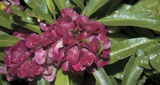 Norfolk and Lord Howe Islands