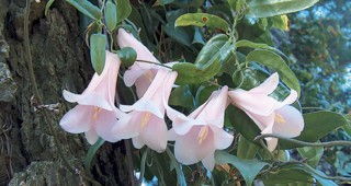 The History of Lapageria rosea at the University of California Botanical Garden