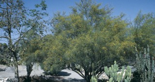 Mexican Palo Verde