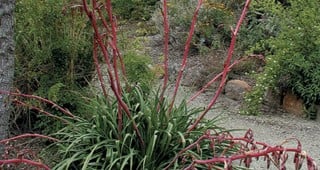 Pacific Plant Promotions: Beschorneria rigida