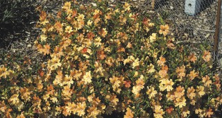 Mimulus ‘Burgundy’ and ‘Sunset’