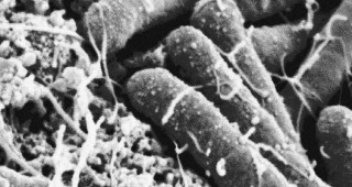 Plants Are in Control