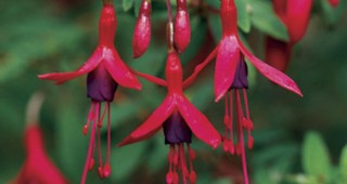 Fuchsias Rise Again in the Bay Area