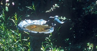 Thanks to Our Feathered Friends