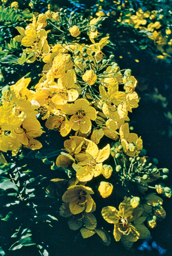 Pacific Horticulture Gold Medallion Tree