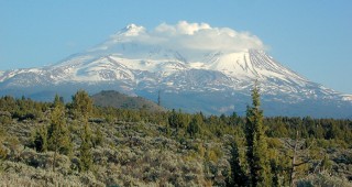 Fragrance in the Wild Western Garden: Uncommon Conifers