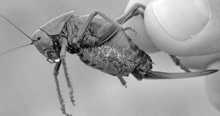 Classifying Arthropods