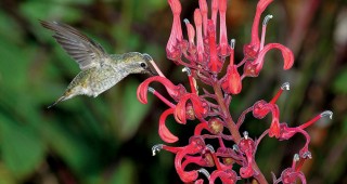 Our Plant Collection Is for the Birds (and Butterflies)