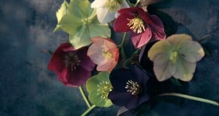 Hellebores & More at Heronswood Nursery: A Reminiscence