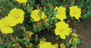 The Other Rock Roses: Halimium and xHalimiocistus