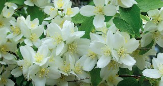 Fragrance in the  Wild Western Garden: Philadelphus