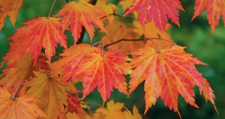 Great Plant Picks: Trees for 2007