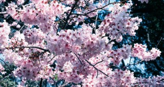 Some Plant Introductions from the Huntington Botanical Gardens