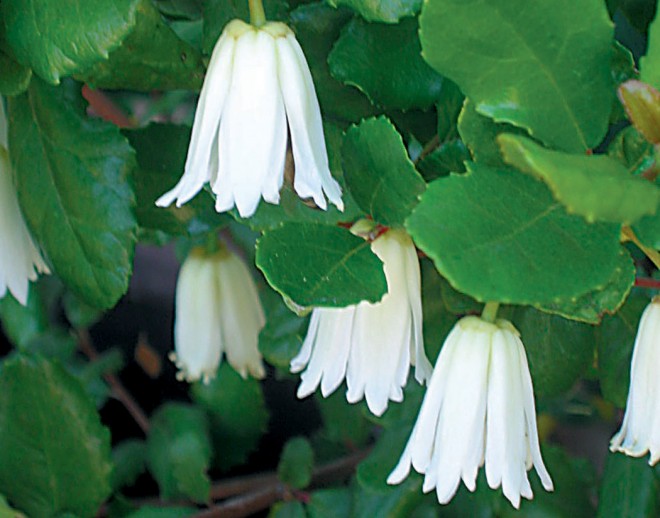 Pacific Horticulture Arboretum AllStars Great Plants for Central Valley Gardens