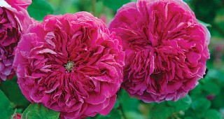 Sacramento’s Historic Rose Garden