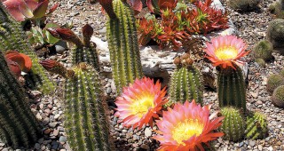 A Cactus Garden Takes Shape
