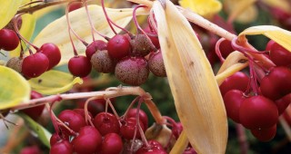 Pacific Plant Promotions: Polygonatum prattii