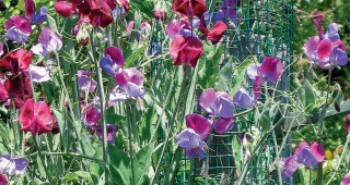 Sweet Peas in California: A Fragrant but Fading Memory