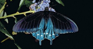 Wildlife Gardening in the Central Valley