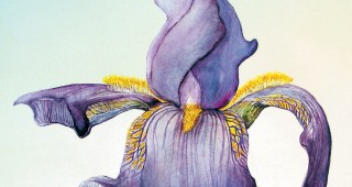 The Softer Side of the Rock