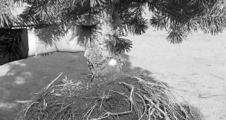 Rootball Treatment for Optimal Tree Growth