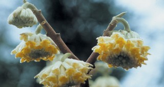 Winter Delights in the Garden: Flowers