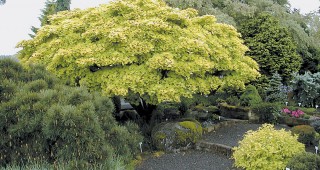 Great Plant Picks: Ninety-one for 2008