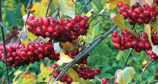 The Central Valley Garden in Winter