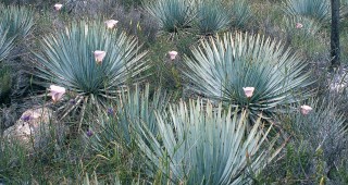 The Native Gardener’s Paintbox: Green