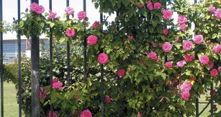 Santa Clara University’s Wall of Climbing Roses