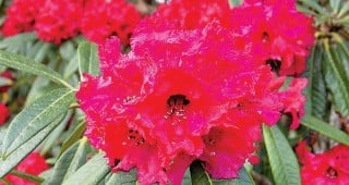Mendocino Coast Botanical Gardens: A Tribute to Rhododendron Lovers