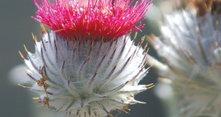 Thistle Lovers All: The Cobwebby Thistle as Habitat