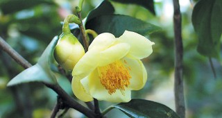 A Half-Century of Camellias Find a New Home