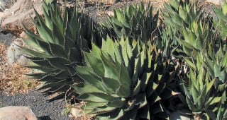 Cacti, Agaves, and Yuccas of California and Nevada