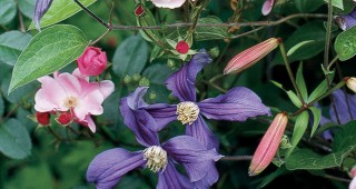 Better in Relationship: Herbaceous Clematis