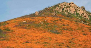 Fire and Ice in a Southern California Garden