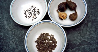 Seeds: Miracles in Tiny Packages