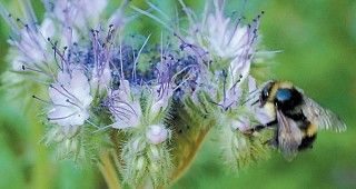 The Untamable Beauty of California’s Wildflowers